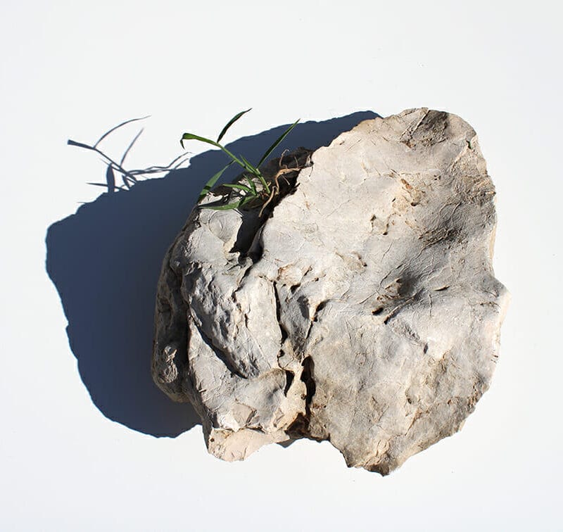 Saba Najafi, Ospite 50x40x17 cm, Pietra - pianta, 2022